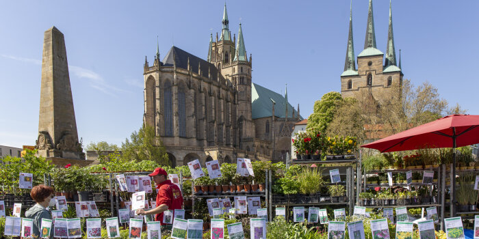 ein Marktstand mit zahlreichen Pflanzen, im Hintergrund der Erfurter Dom
