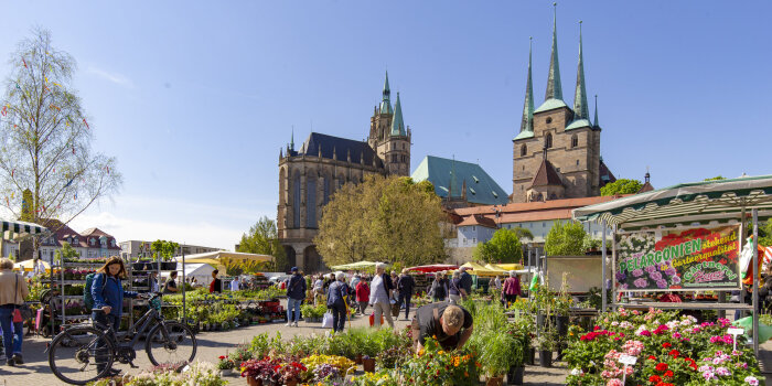 Blick auf einen Markt mit Blumen- und Pflanzenständen, im Hintergrund der Erfurter Dom