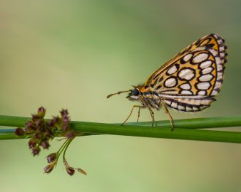 Foto: Tierfotografie: Schmetterling © Stadtverwaltung Erfurt / Grit Kästner Auf einem Blatt sitzt ein Schmetterling.