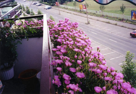 2. Platz Fotowettbewerb 