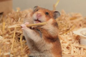 Goldhamster