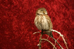 Sperlingskauz: Europameister in der Kategorie small birds