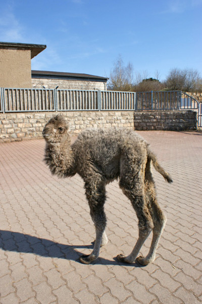 Kamelgeburt im Thüringer Zoopark Erfurt