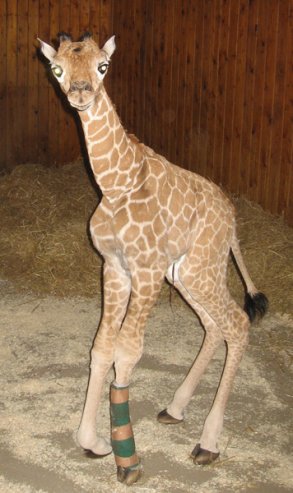 Abbildung: Giraffengeburt im Thüringer Zooparkt Erfurt Giraffengeburt im Thüringer Zooparkt Erfurt