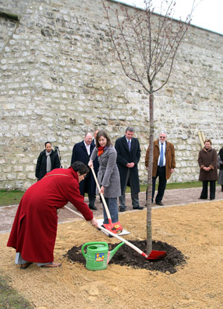 Jubiläumsbaum der Partnerstadt Lille