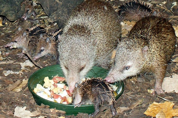 Tanreks im Rhüringer Zoopark Erfurt