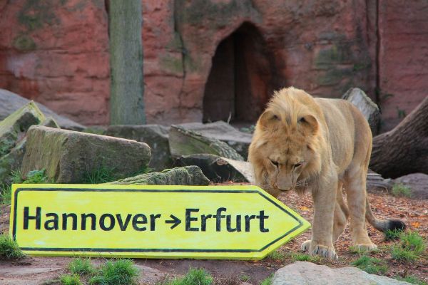 Löwe Joco zieht nach Erfurt