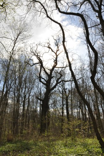 Foto: Alte Baumriesen beherbergen eine Vielzahl an Tieren © Stadtverwaltung Erfurt / J. Düring Großer, hoher Baum im Wald.