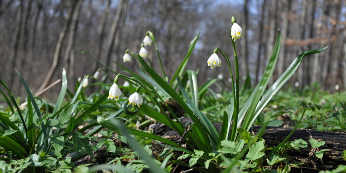 Foto: Märzenbecher verkünden den Frühling und laden zur Walderkundung ein © Stadtverwaltung Erfurt / J. Düring Zahlreiche Blühpflanzen auf einer Wiese