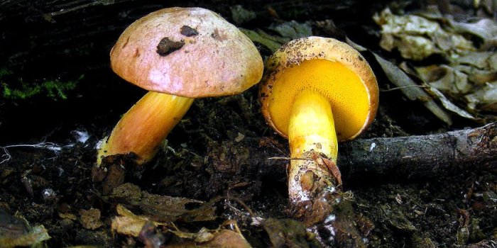 Foto: Pilzberatung im Naturkundemuseum © Jochen Girwert zwei Pilze in der Landschaft