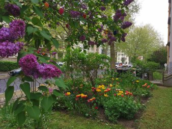 ein Garten, im Hintergrund Wohnhäuser