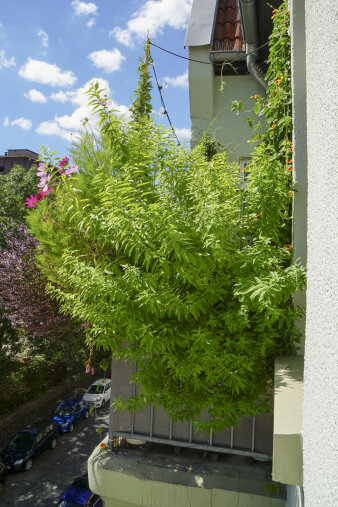 ein üppig bepflanzter Balkon