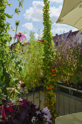 ein üppig bepflanzter Balkon