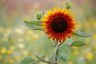 eine Sonnenblume, im Hintergrund unscharf eine Blumenwiese