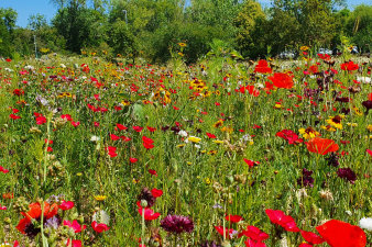 eine bunte Blumenwiese