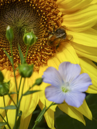 eine Biene in einer Sonnenblume