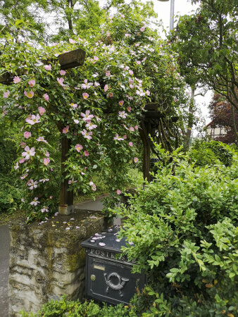 ein von verschiedenen Pflanzen und Blumen umgebener Briefkasten an einer Mauer