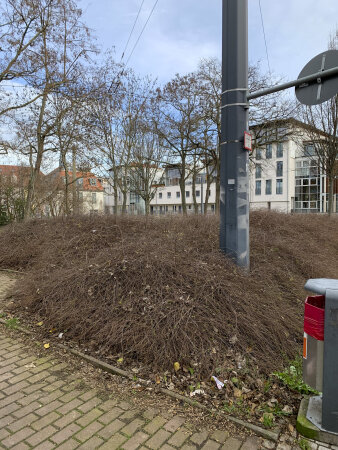 eine öffentliche WC-Anlage, davor eine Fläche mit braunen Sträuchern