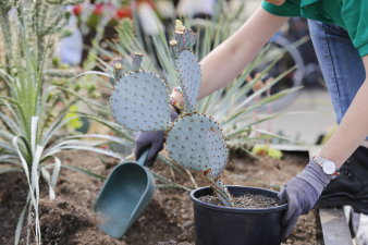 eine Person pflanzt einen Kaktus in ein Beet