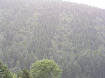 Wald von oben mit Streifenmuster