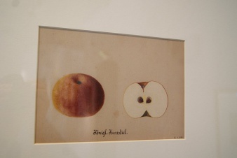 Bild mit aufgeschnittenem Apfel