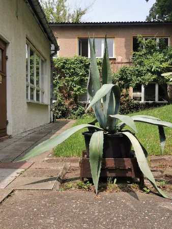 große Agave vor rosa Gebäude