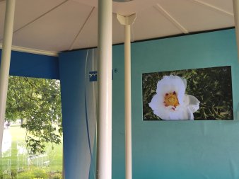 Bildschirm an der Wand mit Blume