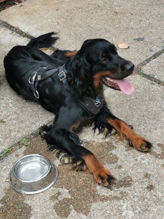 auf Betonplatten liegender langbeiniger schwarz-brauner Hund, daneben Napf mit Wasser
