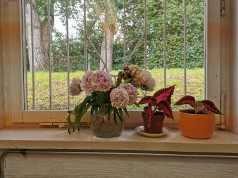 Fenster mit Blumenvase und Topfpflanzen