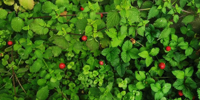 kleine und große Erdbeeren an der Pflanze