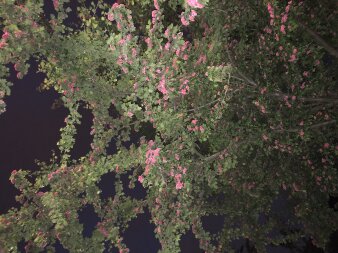 ein Strauch mit rosafarbenen Blüten im Dunkeln