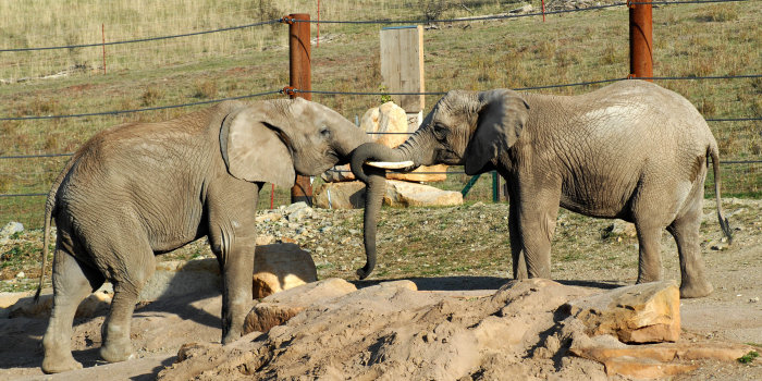 Zwei Elefanten beim Turteln.