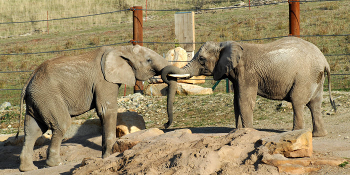 Foto: Kibo und Chupa © Thüringer Zoopark Erfurt Zwei Elefanten beim Turteln.