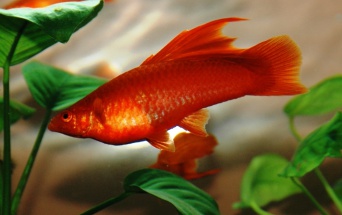 Foto: Zoopark Aquarium Schwertträger © Stadtverwaltung Erfurt Aquarium Erfurt: Schwertträger
