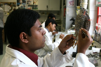 Foto: Abdullah Al Mamun im Naturkundemuseum Erfurt © Stadtverwaltung Erfurt Ein Mann arbeitet an einem Präparat.