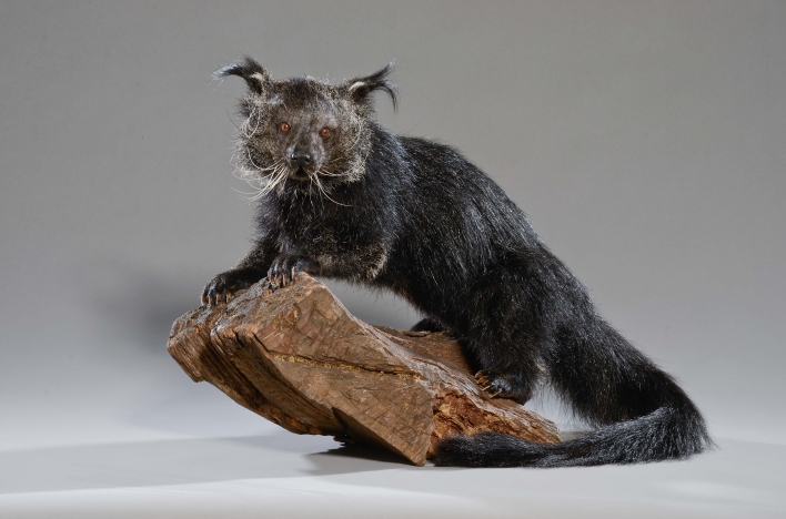 Das Präparat eines schwarzen Tieres mit lustigen Ohren und Schnurrhaaren auf einem Holz.