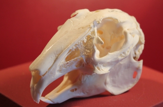 Sonderführung hinter die Kulissen des Naturkundemuseums Erfurt zum Thema "Schädel und Gebiss"