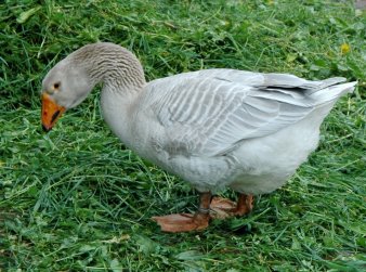 Foto: Steinbacher Kampfgänse findet man auf dem Martinsmarkt am Domplatz © Thüringer Zoopark Erfurt Tier auf Rasen.