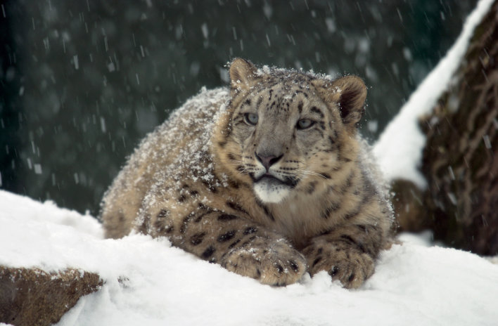 Tier, liegend, im Schneefall.