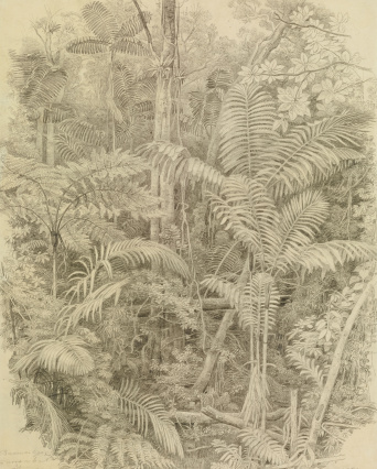 Ferdinand Bellermann: Baumfarn und Palmen auf Galipan, vermutlich 1845, Bleistift, 44,5 x 34,9 cm In sich verschlungene Urwaldpflanzen.