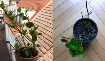 eine Topfpflanze: links in Fensteraussicht, rechts auf Parkettboden