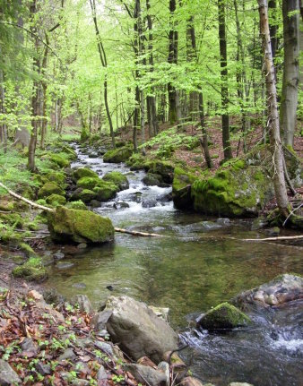 Frischer Bergbach im Wald.