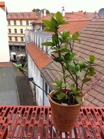 Pflanze auf Fensterbank, prächtig entwickelt