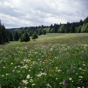 Reich blühende Blumenwiese.