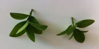 zwei Blattabschnitte einer Pflanze