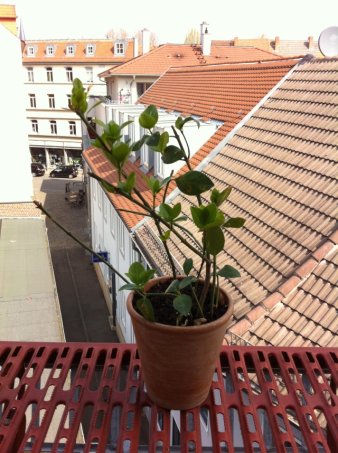 Pflanze auf der Fensterbank, wenig entwickelt