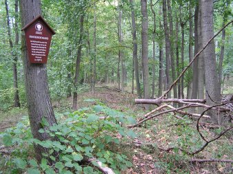 Bäume im Wald