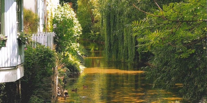 Blick auf einen Fluss, der von sattem Grün der Bäume und Sträucher am Ufer eingerahmt wird 