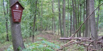 In Japan als "Shinrin-Yoku" bekannt: Das sogenannte "Waldbaden" gibt es nächste Woche auch im Erfurter Steiger