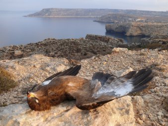 Ein toter Vogel liegt auf einem Stein